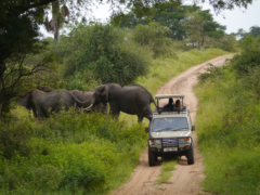 Safari rondreis oeganda