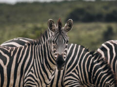 zebra safari oeganda
