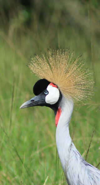 Vogel yako