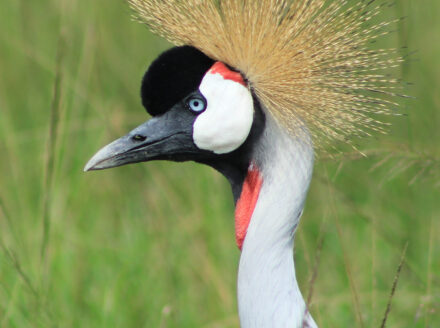 Vogel yako
