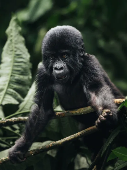 Gorilla reis Uganda