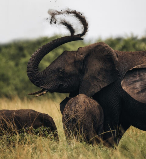 Rondreis Uganda