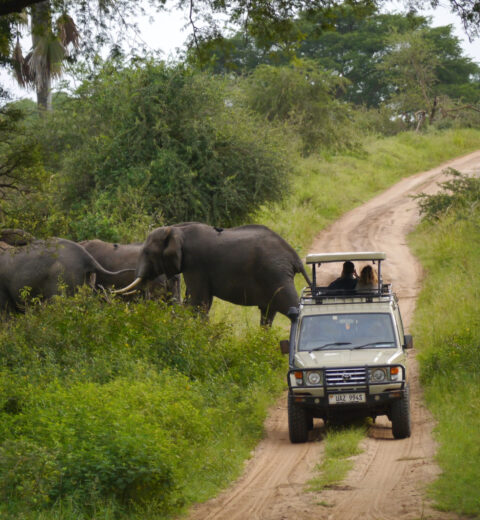 Safari rondreis oeganda