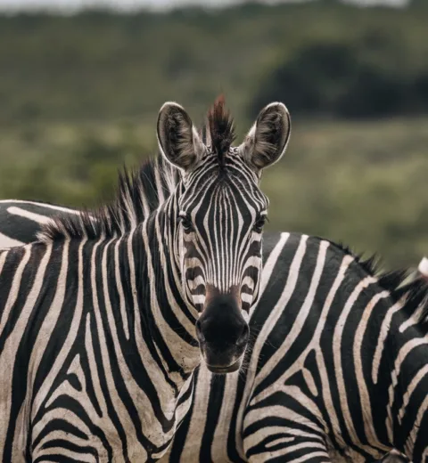 zebra safari oeganda