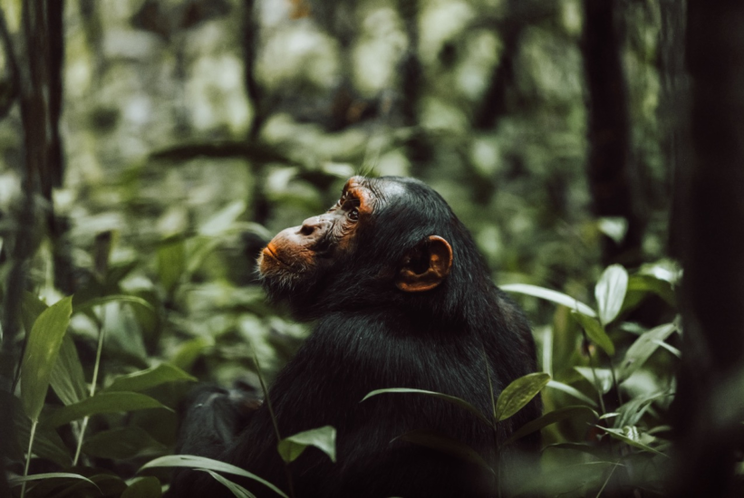 Chimpansee reis Oeganda