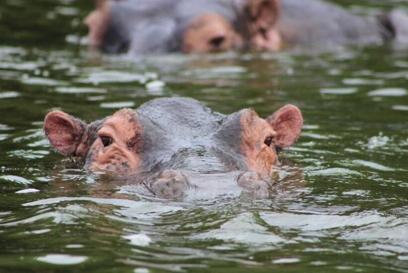 Nijlpaard Oeganda Rondreis