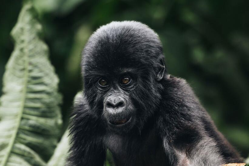 Gorilla reis Uganda