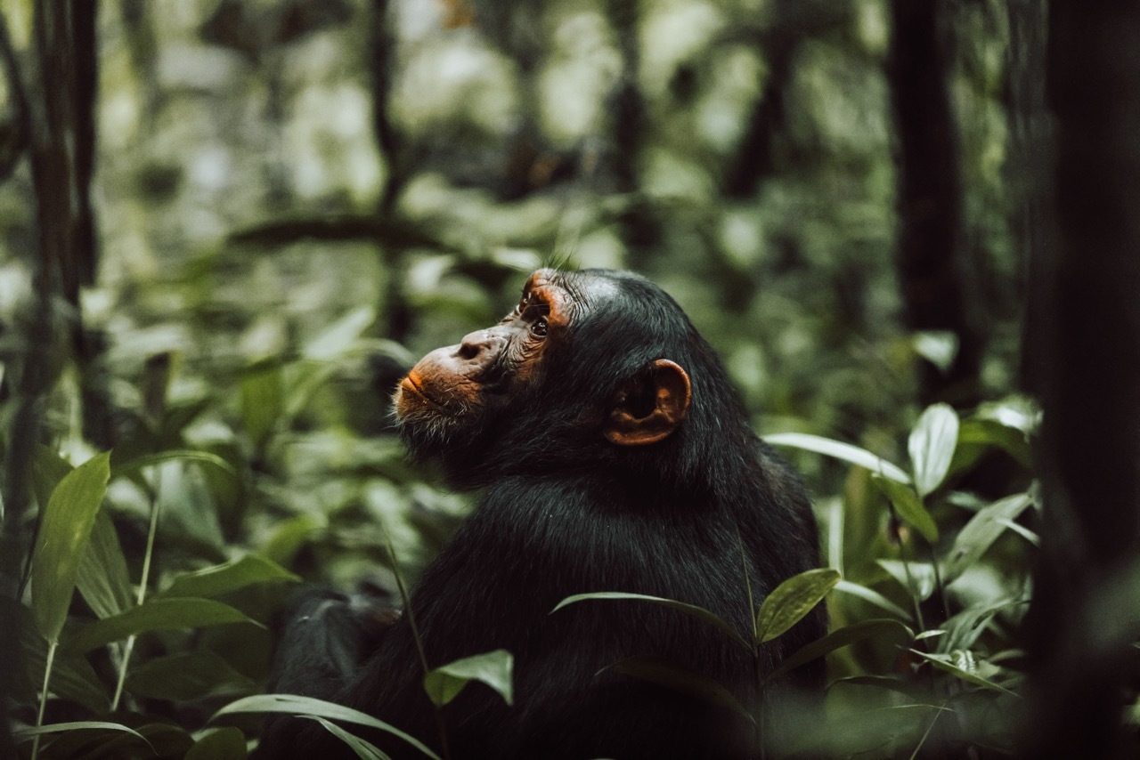chimpansees oeganda