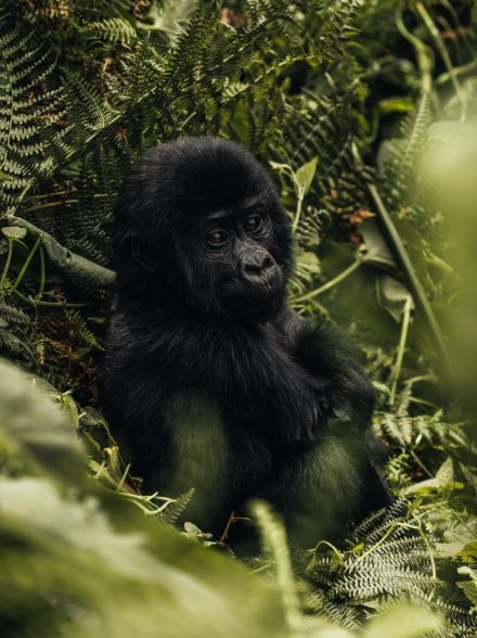 Gorilla's bezoeken in Oeganda
