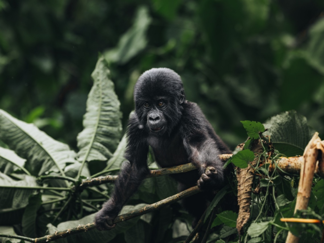 gorilla trekking uganda