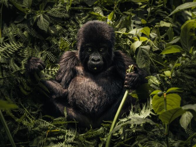 Gorilla Trekking 4 U7 A3081 Edit Groot Yako Africa