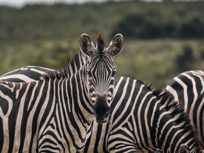 zebra's safari oeganda