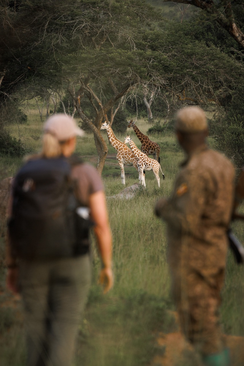wandelen tussen giraffes