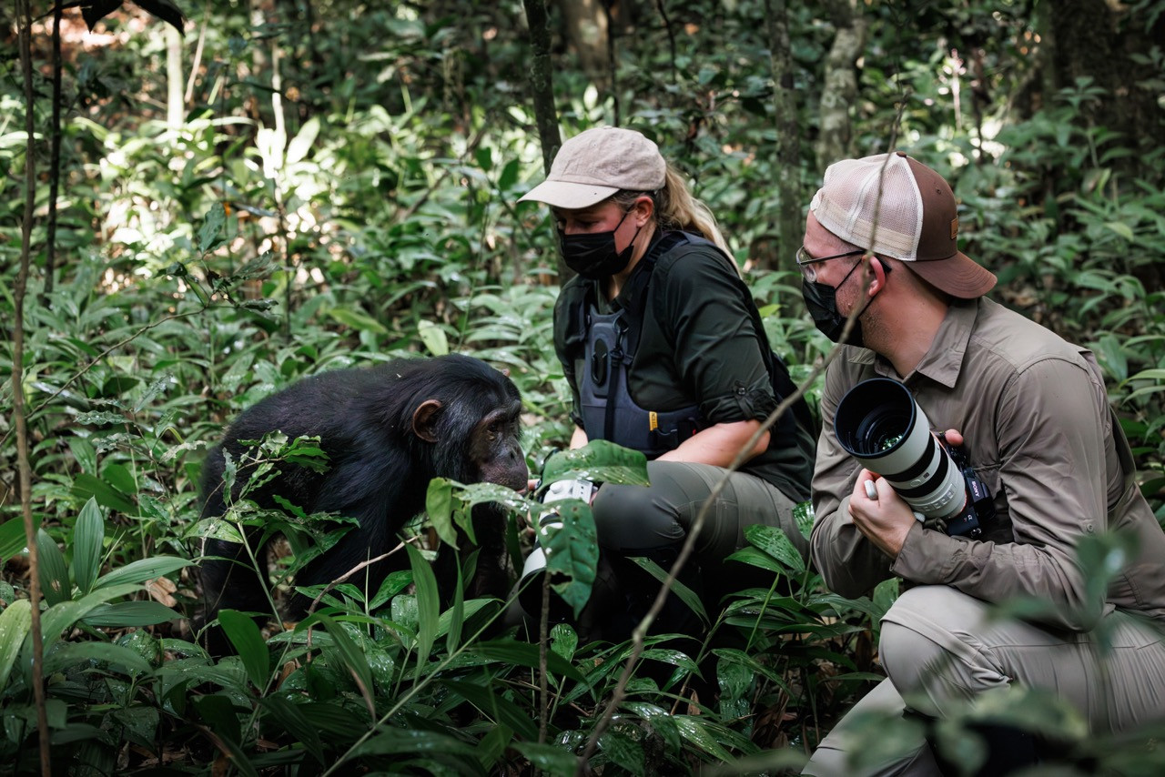 chimpansee trekking