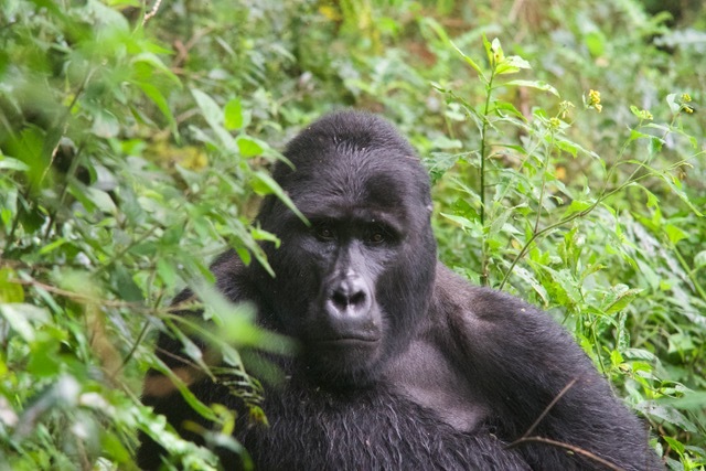 Gorilla in Oeganda