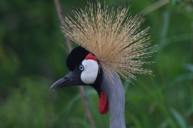 Vogel in Oeganda