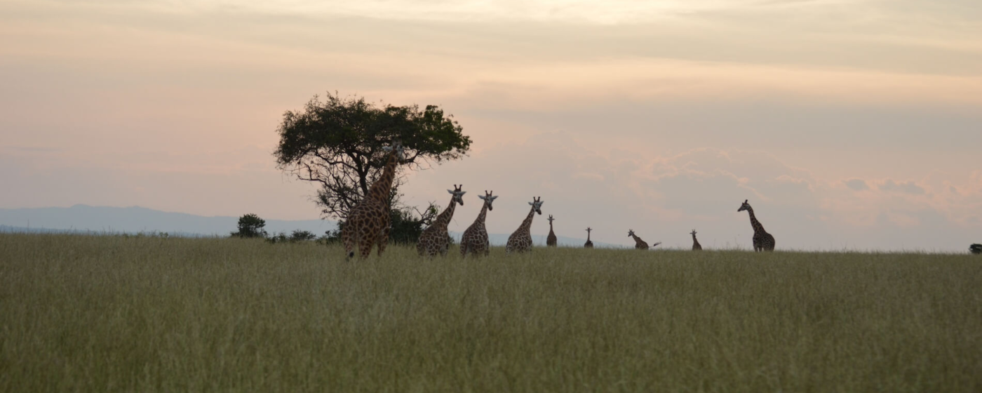 Oeganda reiservaring Bert Vandewalle