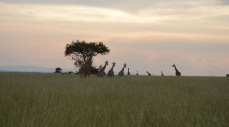 Oeganda reiservaring Bert Vandewalle