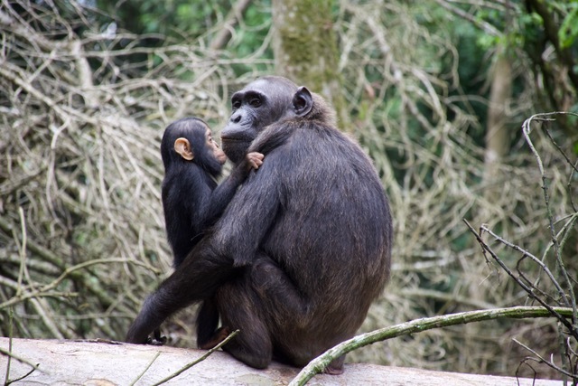 Chimpansee moeder en kind Oeganda