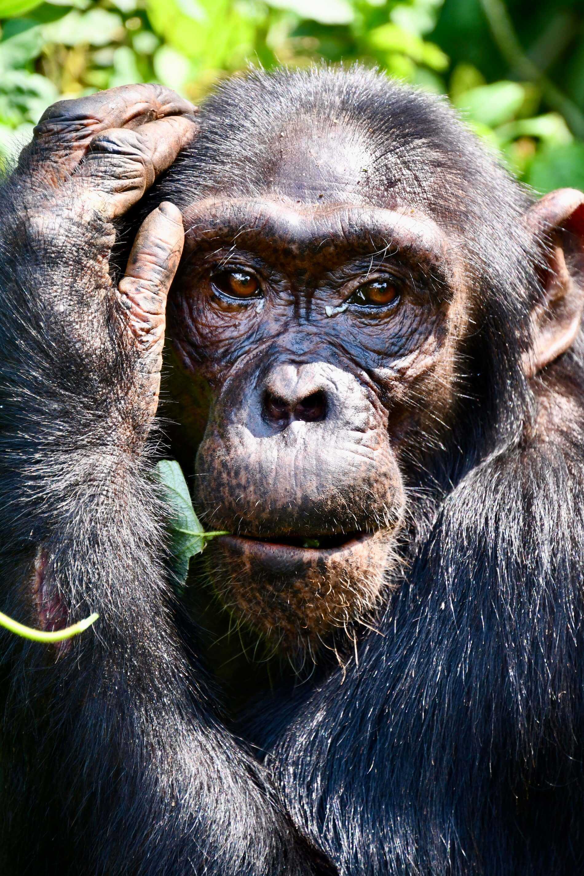 chimpansee oeganda