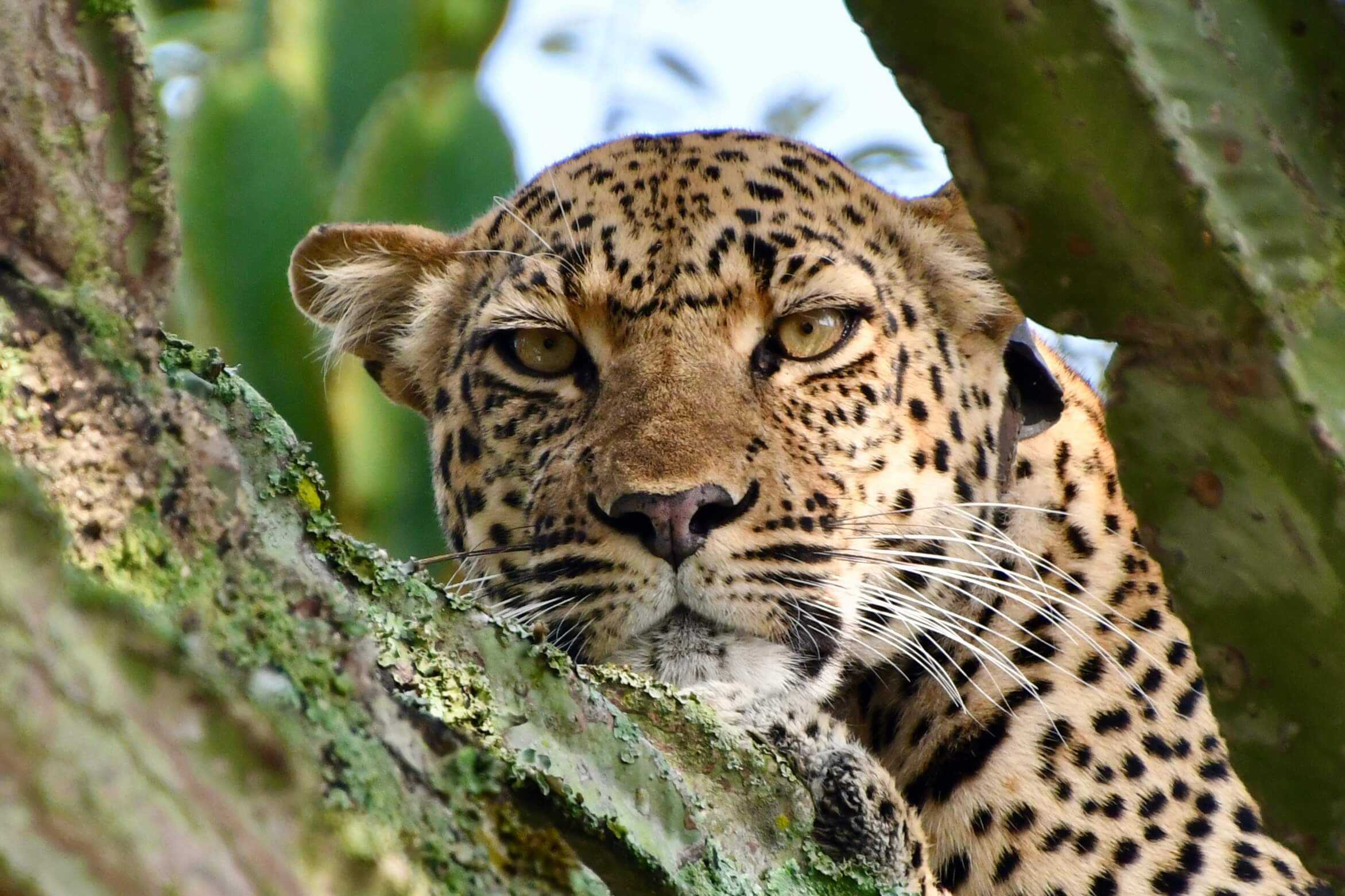 Boomklimmende leeuw oeganda