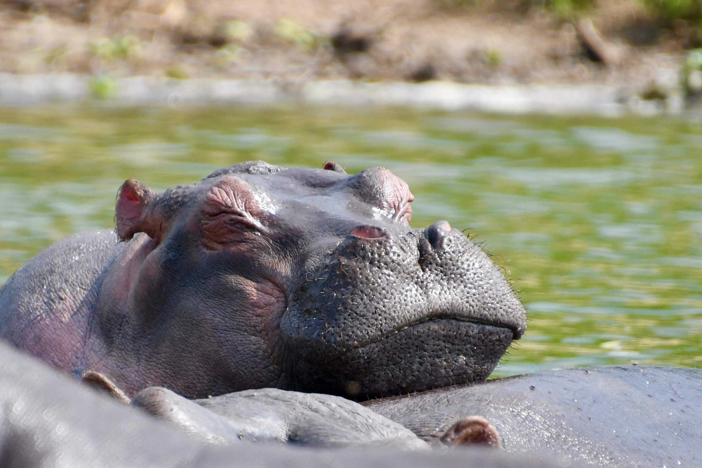 nijlpaard Oeganda