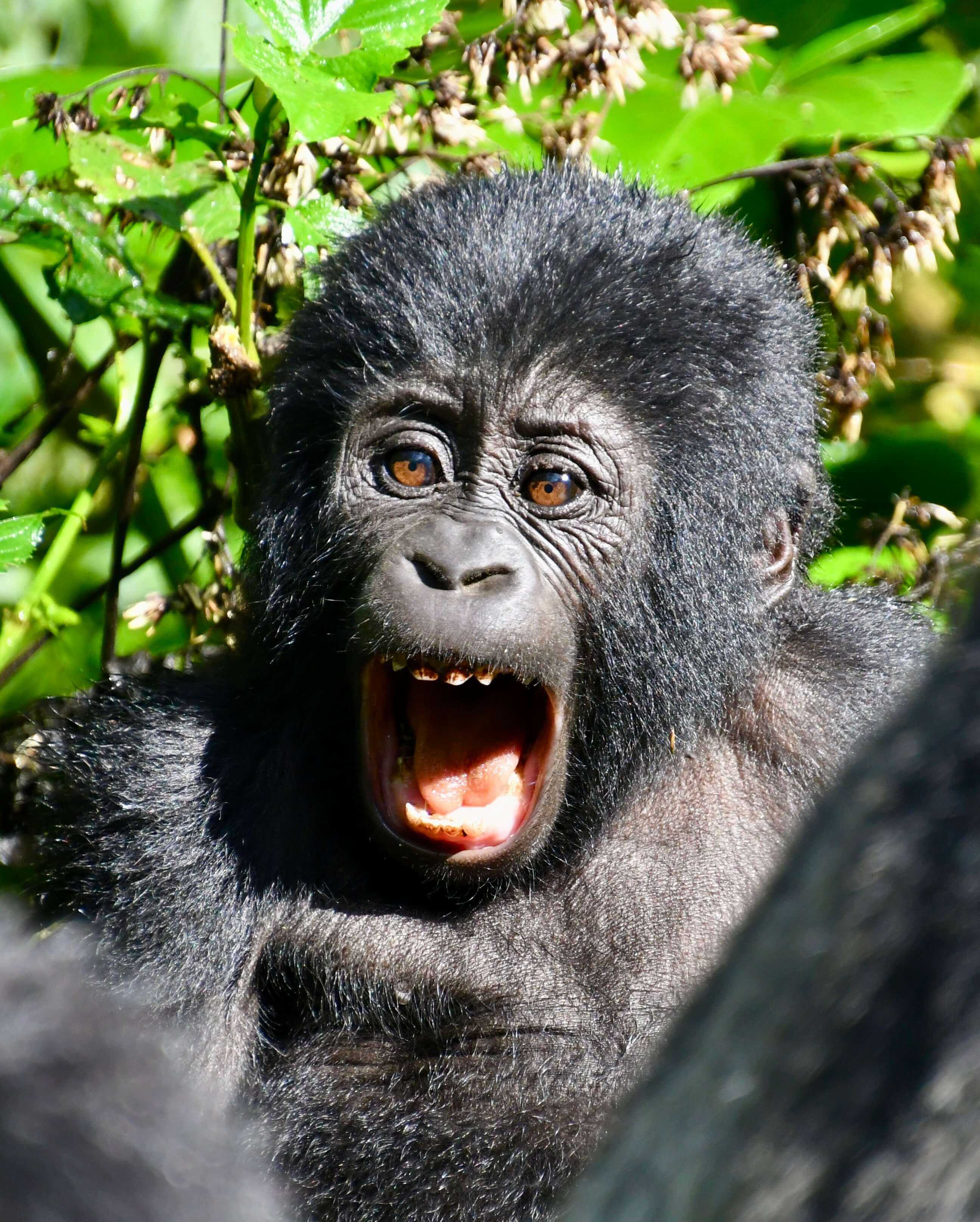 Gorilla trekking Oeganda