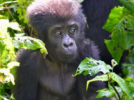 baby gorilla