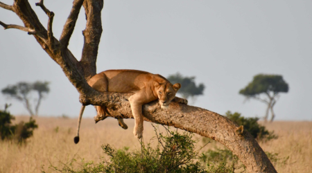 Reiservaring Oeganda door Claudia Rens