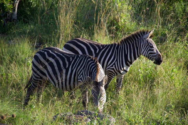 Zebra's in Oeganda