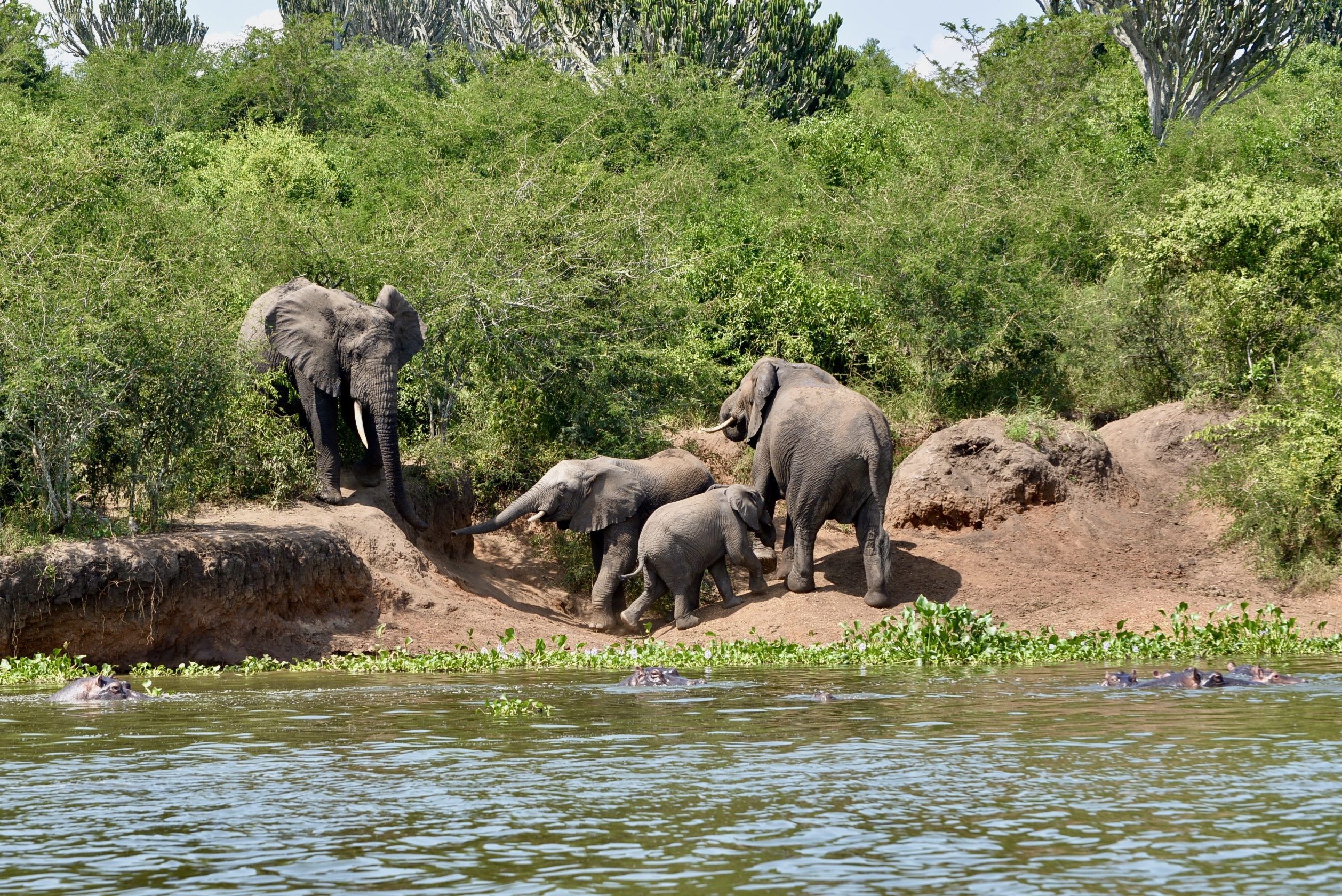 olifanten in Oeganda