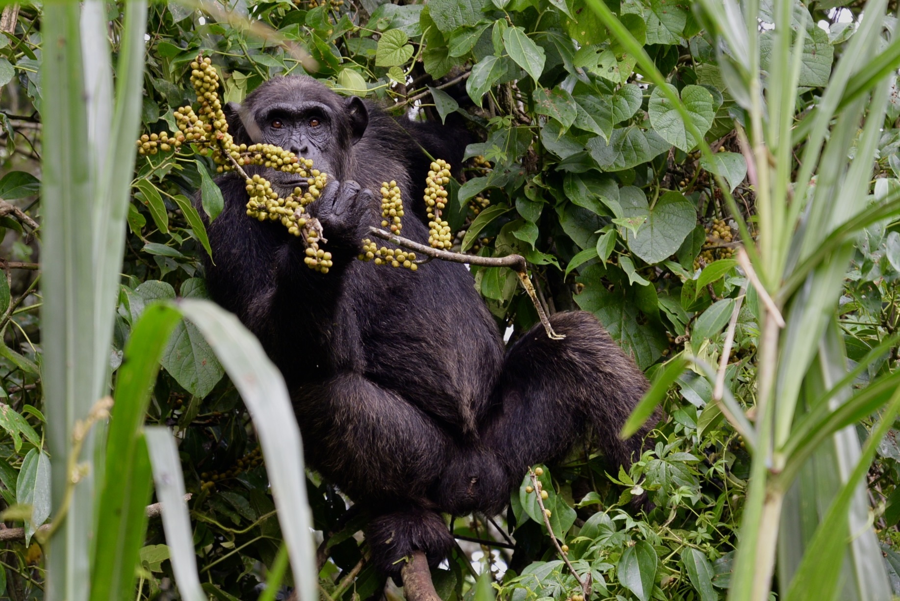 chimpansee in oeganda