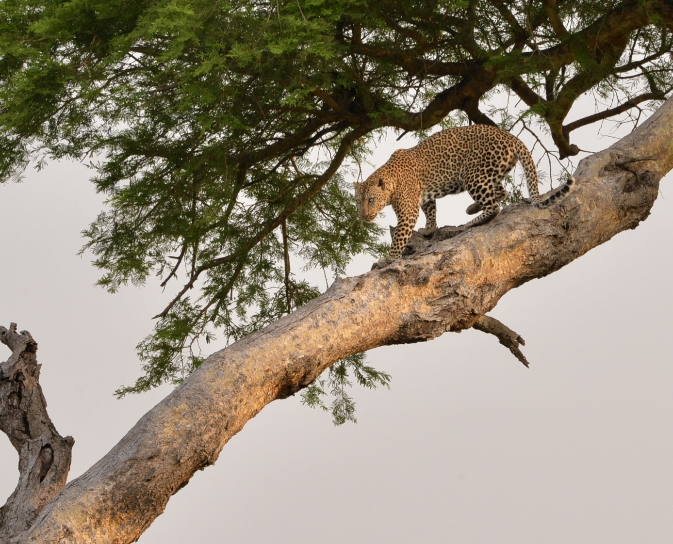 luipaard in Oeganda