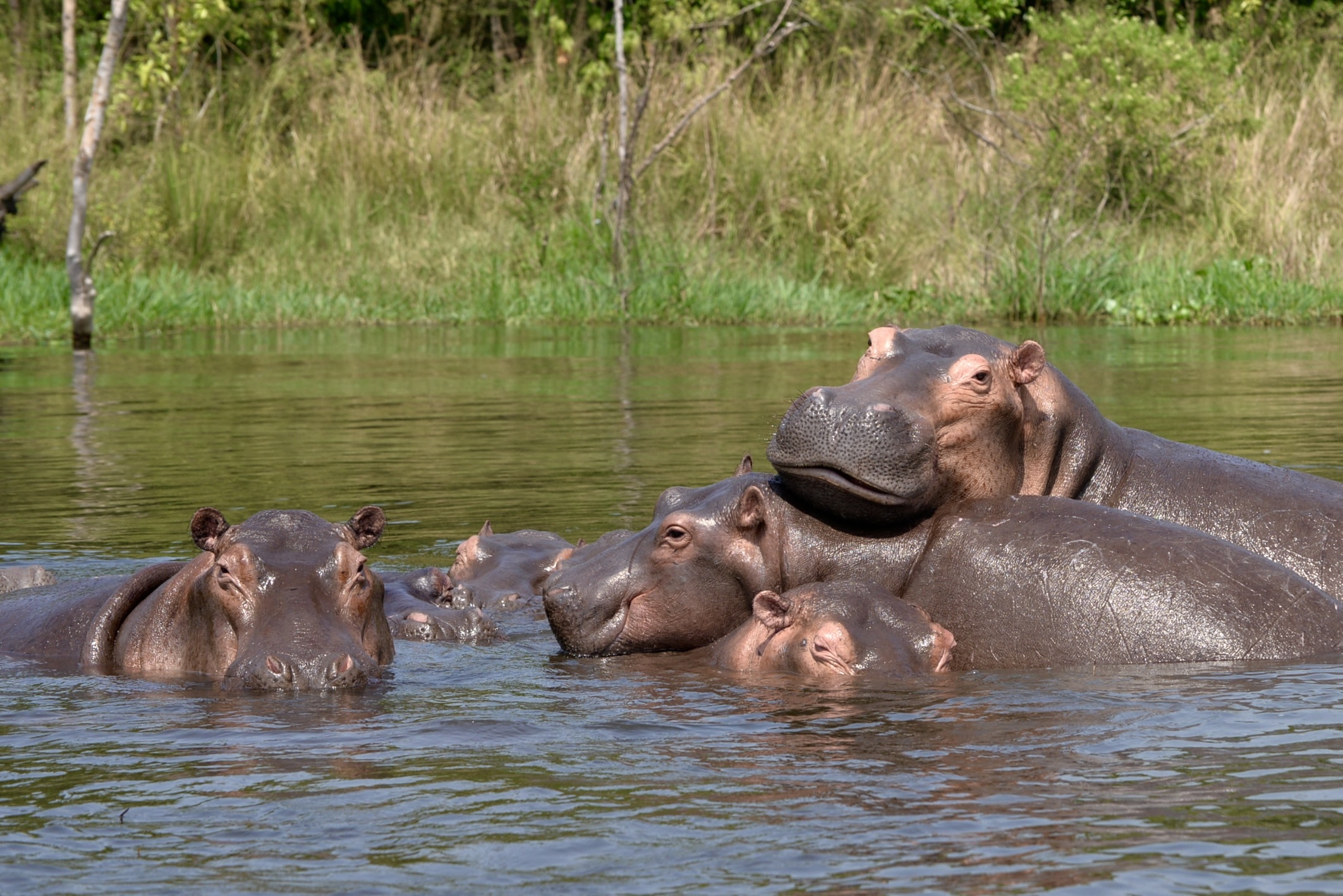 nijlpaarden oeganda