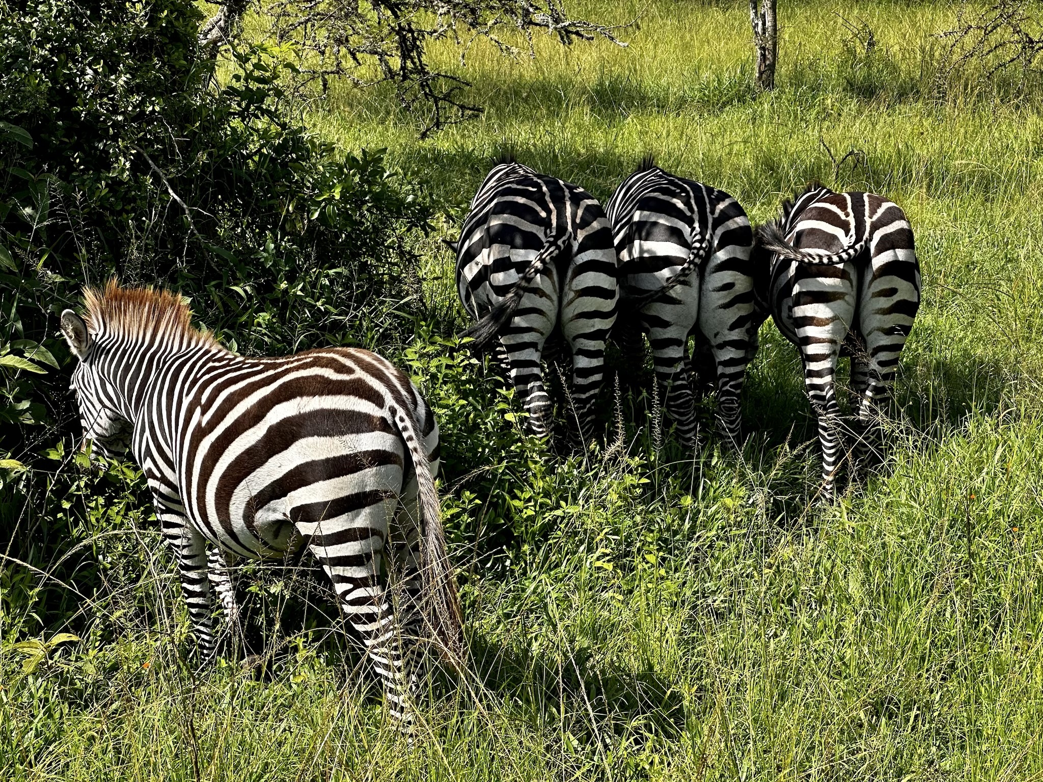 zebra's in oeganda