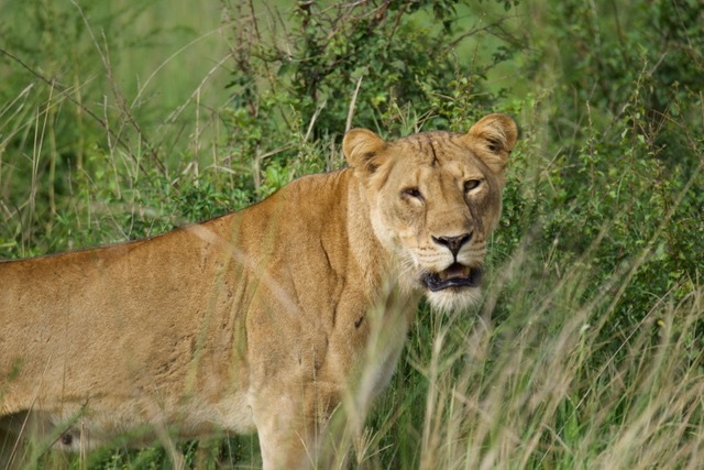 Leeuw in Oeganda