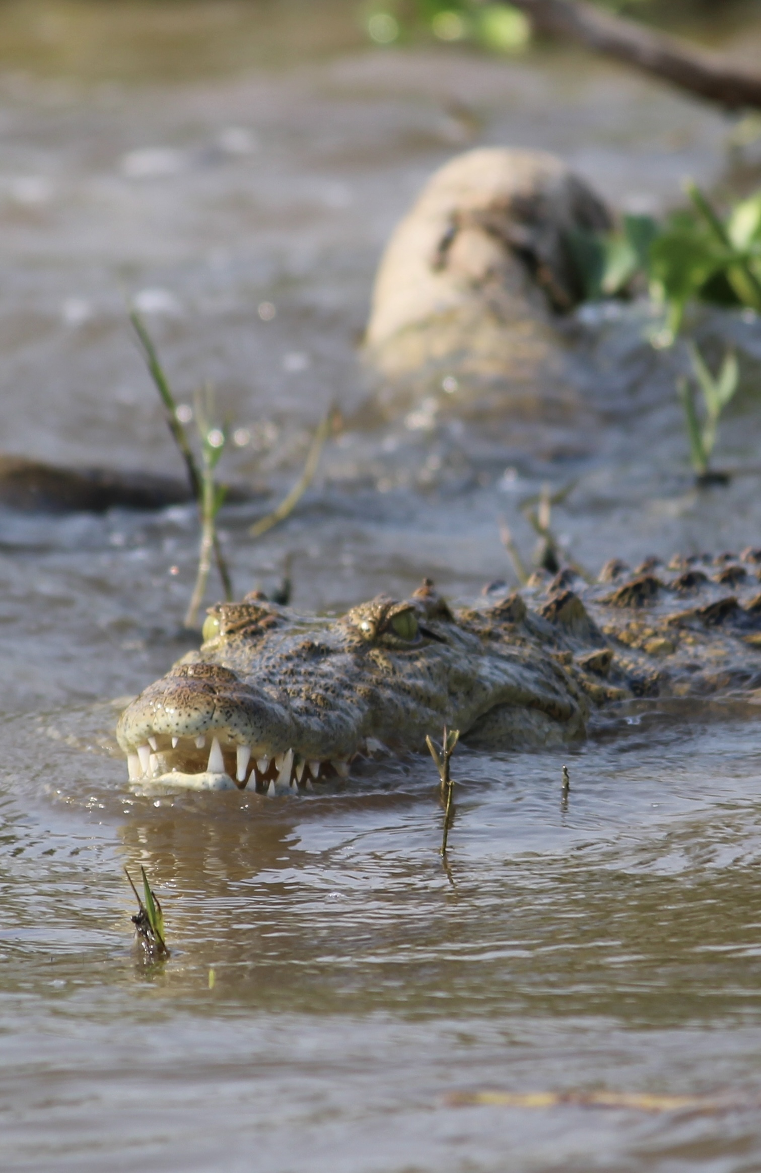 Krokodil Oeganda