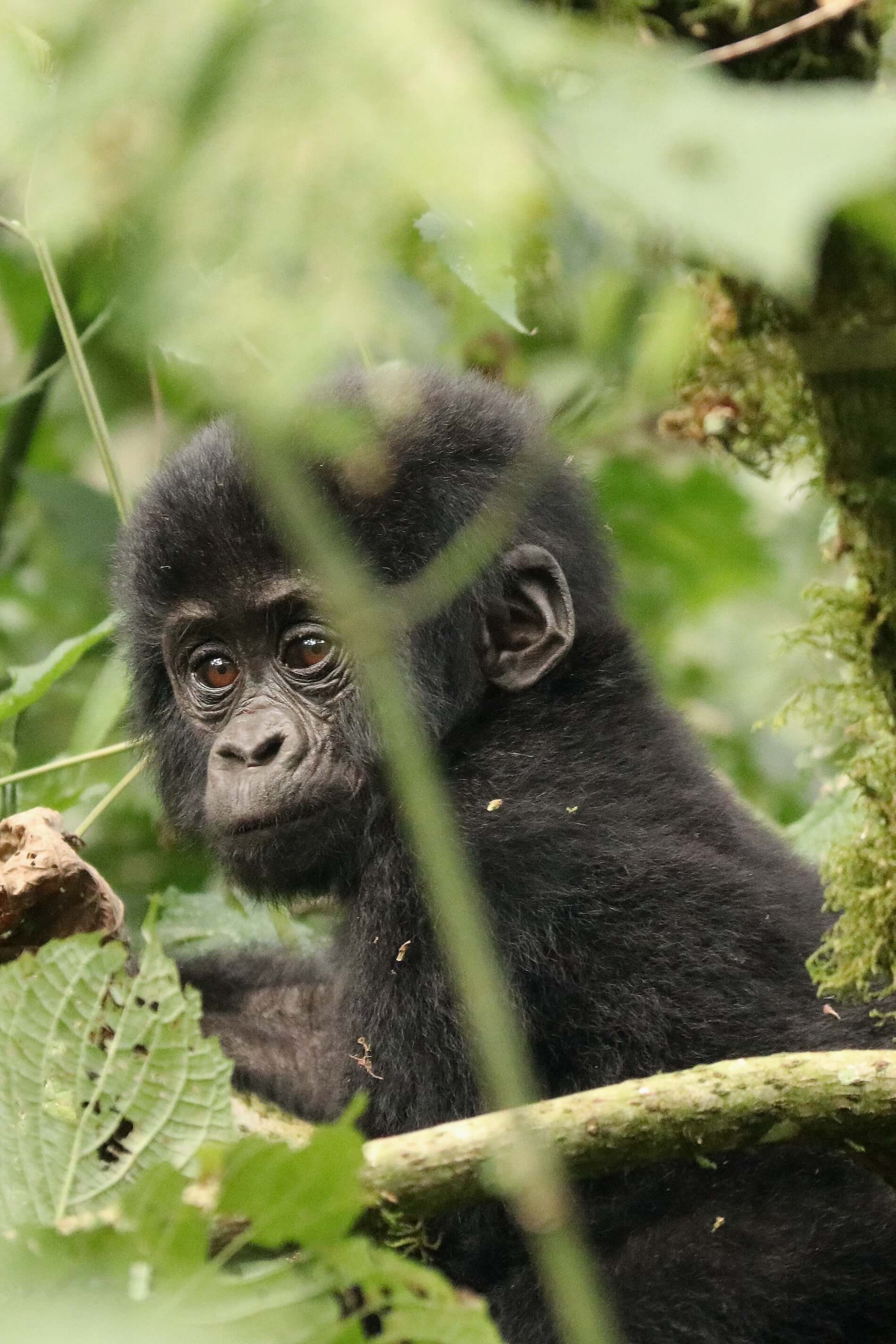 baby gorilla in Oeganda