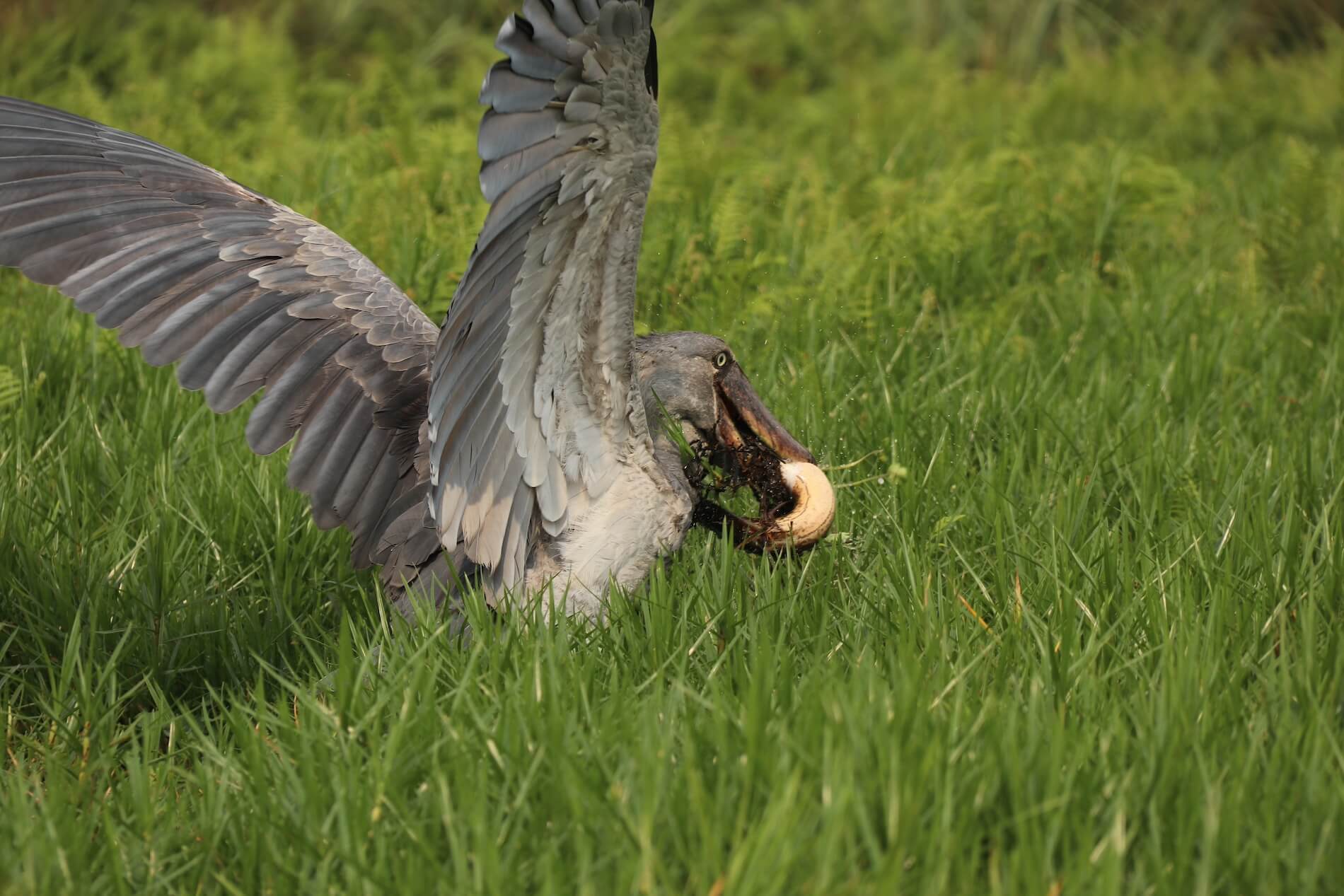 Shoebill Oeganda