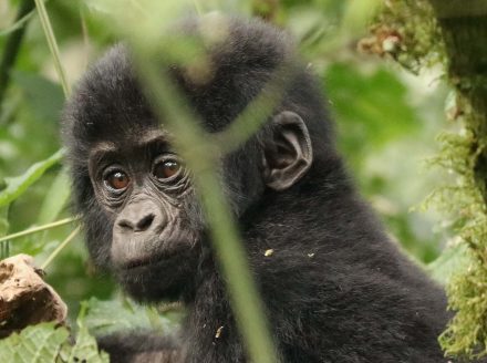 Baby Gorilla -  Wimjan de moes