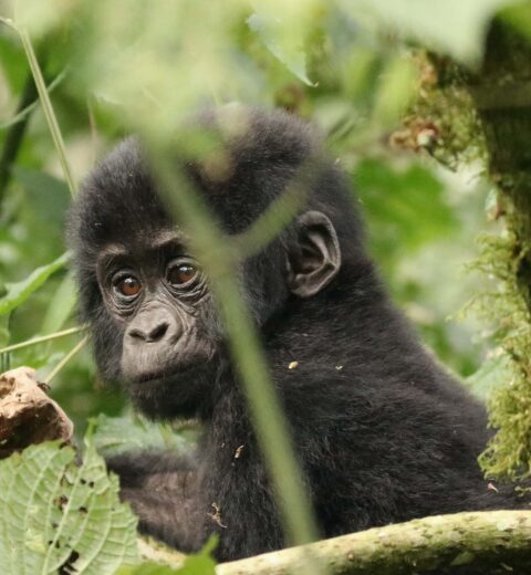 Baby Gorilla - Wimjan de moes