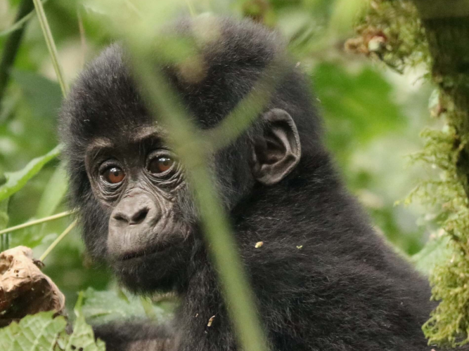 Baby Gorilla -  Wimjan de moes