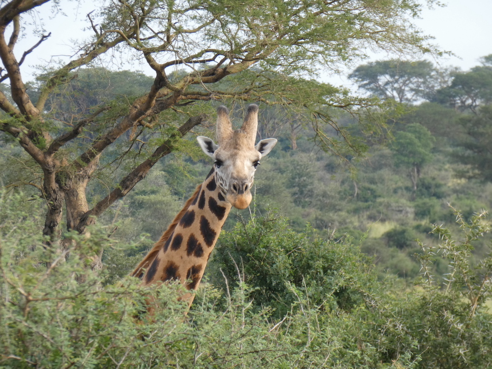 giraffe oeganda reiservaring