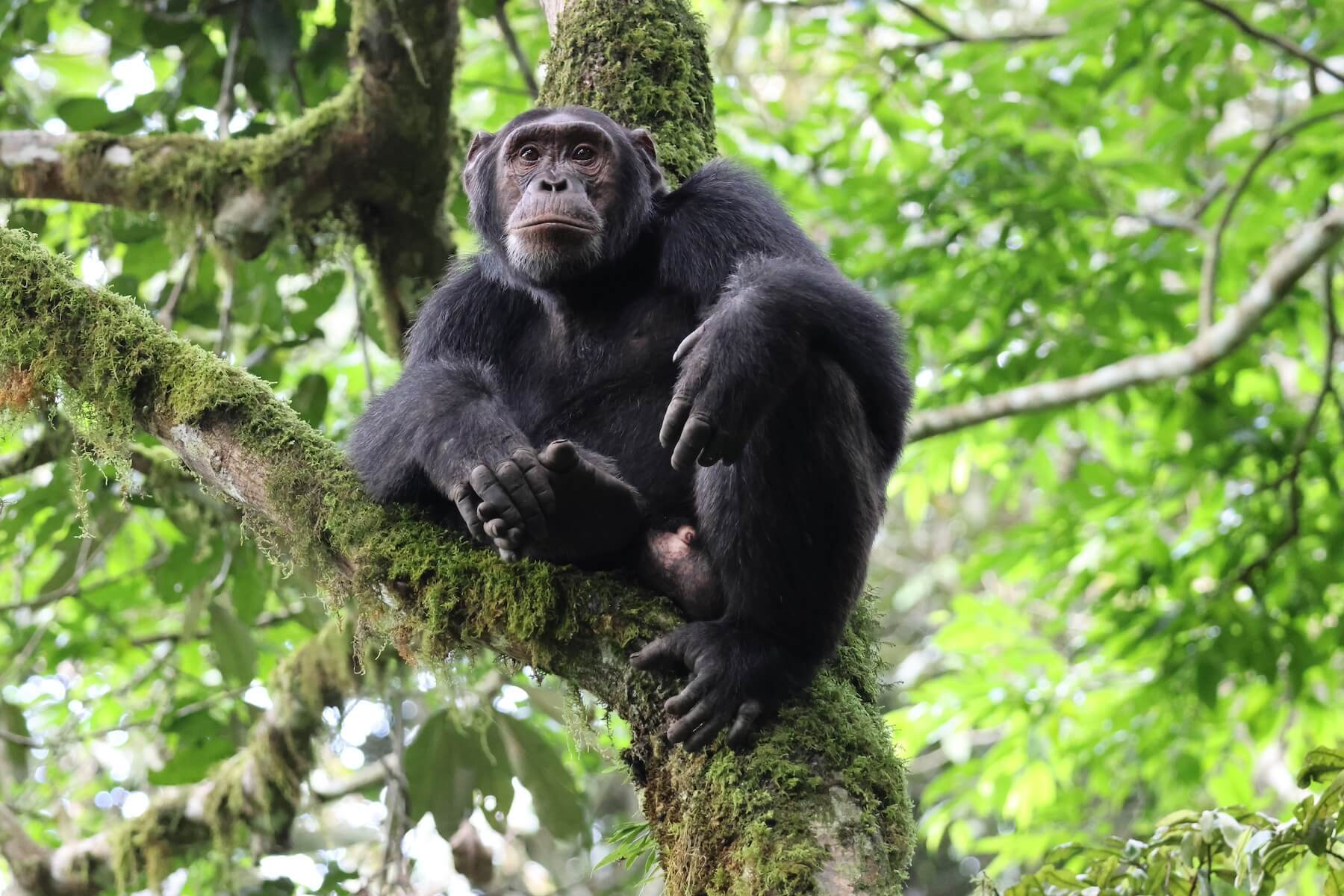 chimpansee in de boom Oeganda