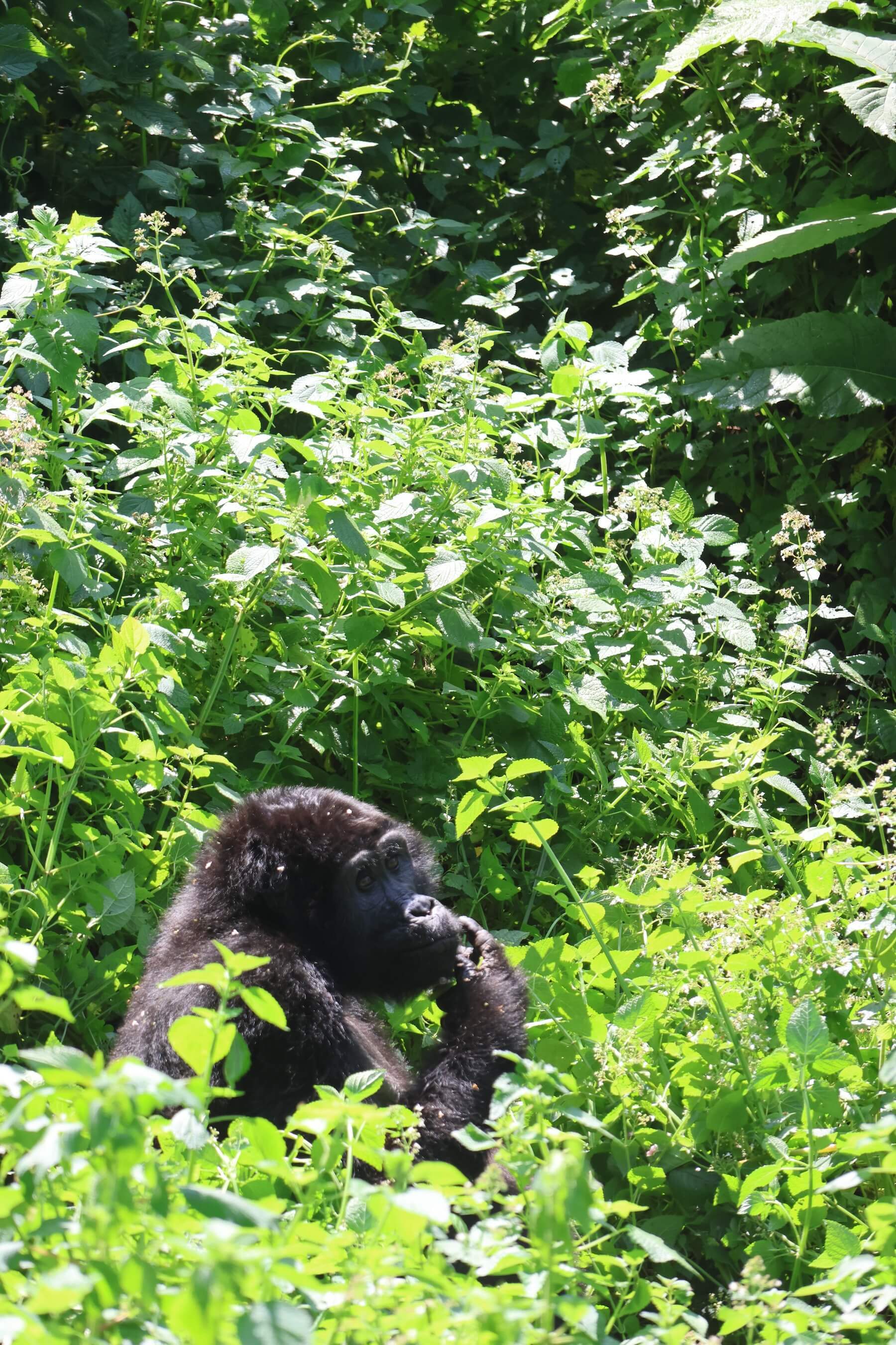 Kleine gorilla in Oeganda