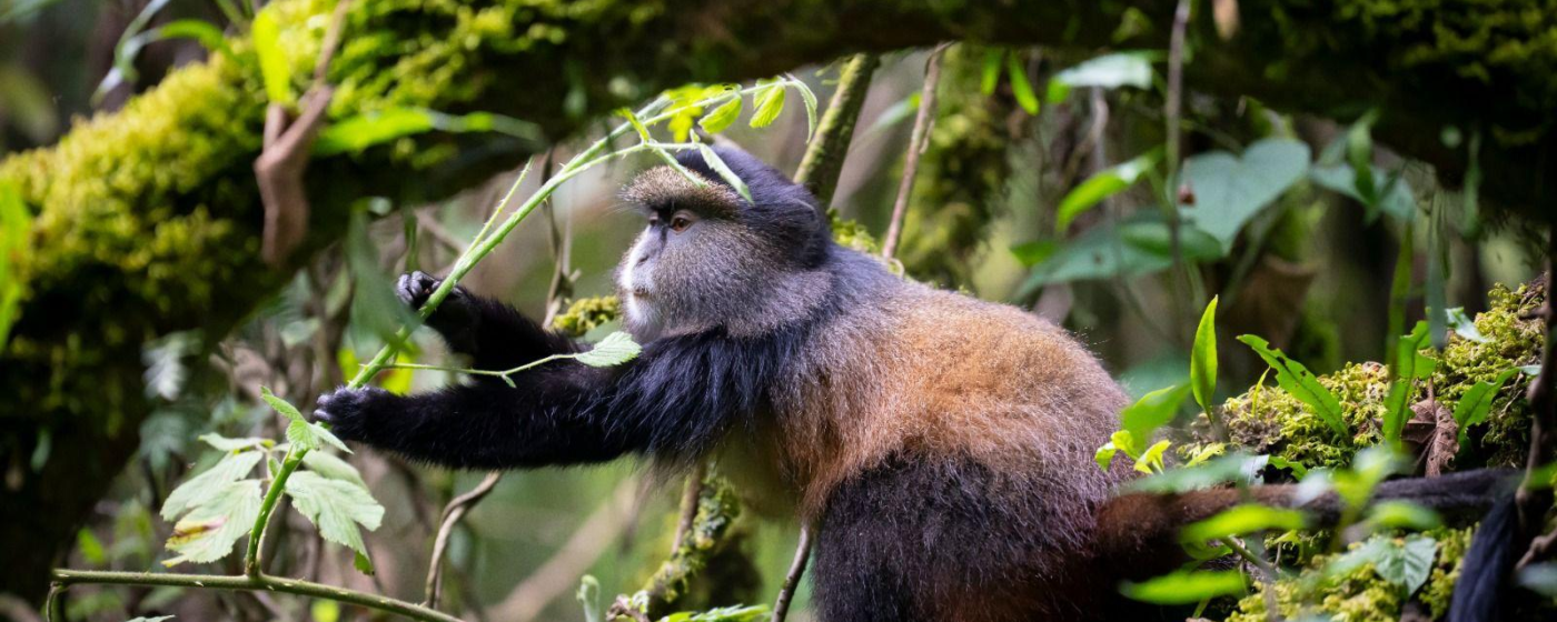 Reiservaring Oeganda door Ingrid Maas