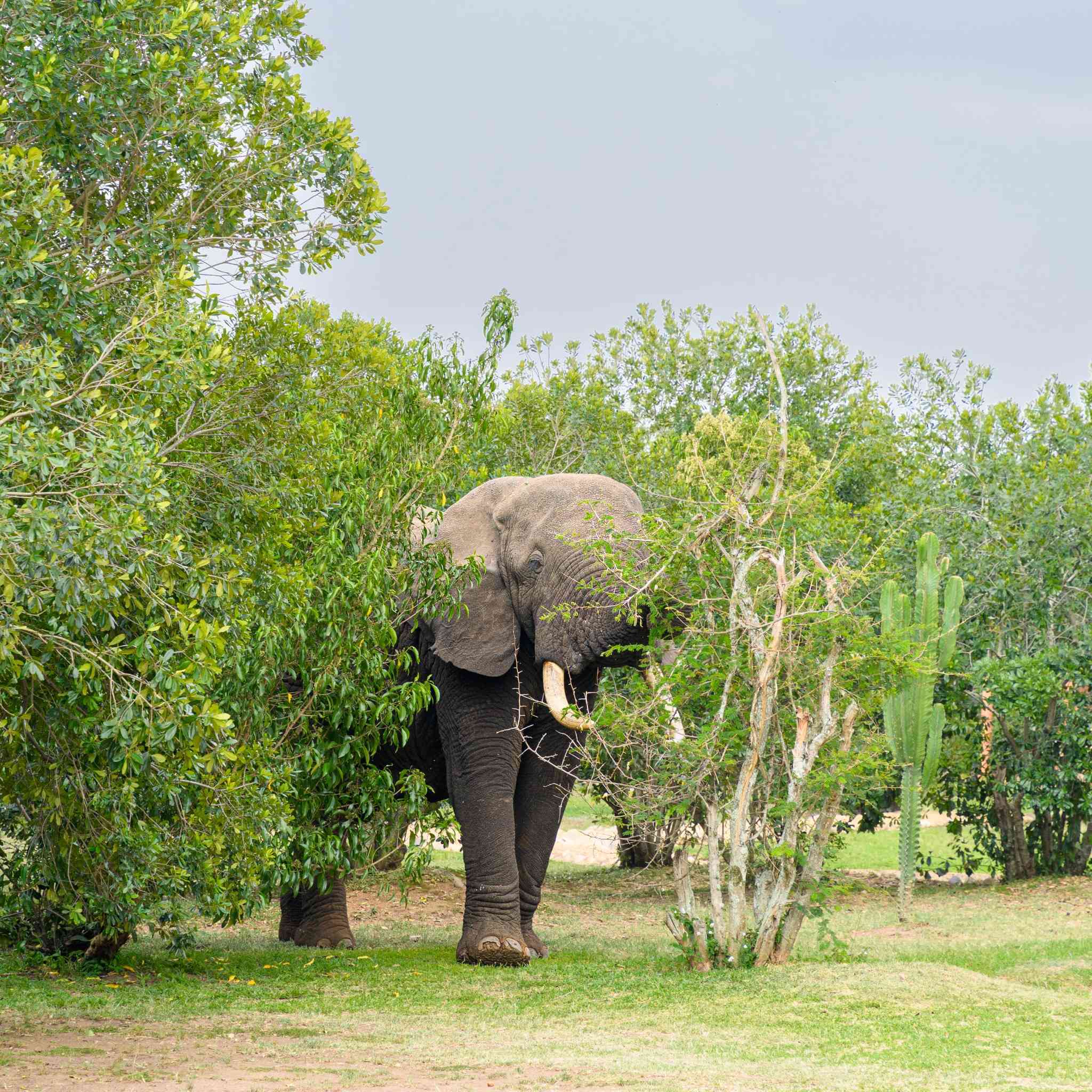 Olifant in Oeganda