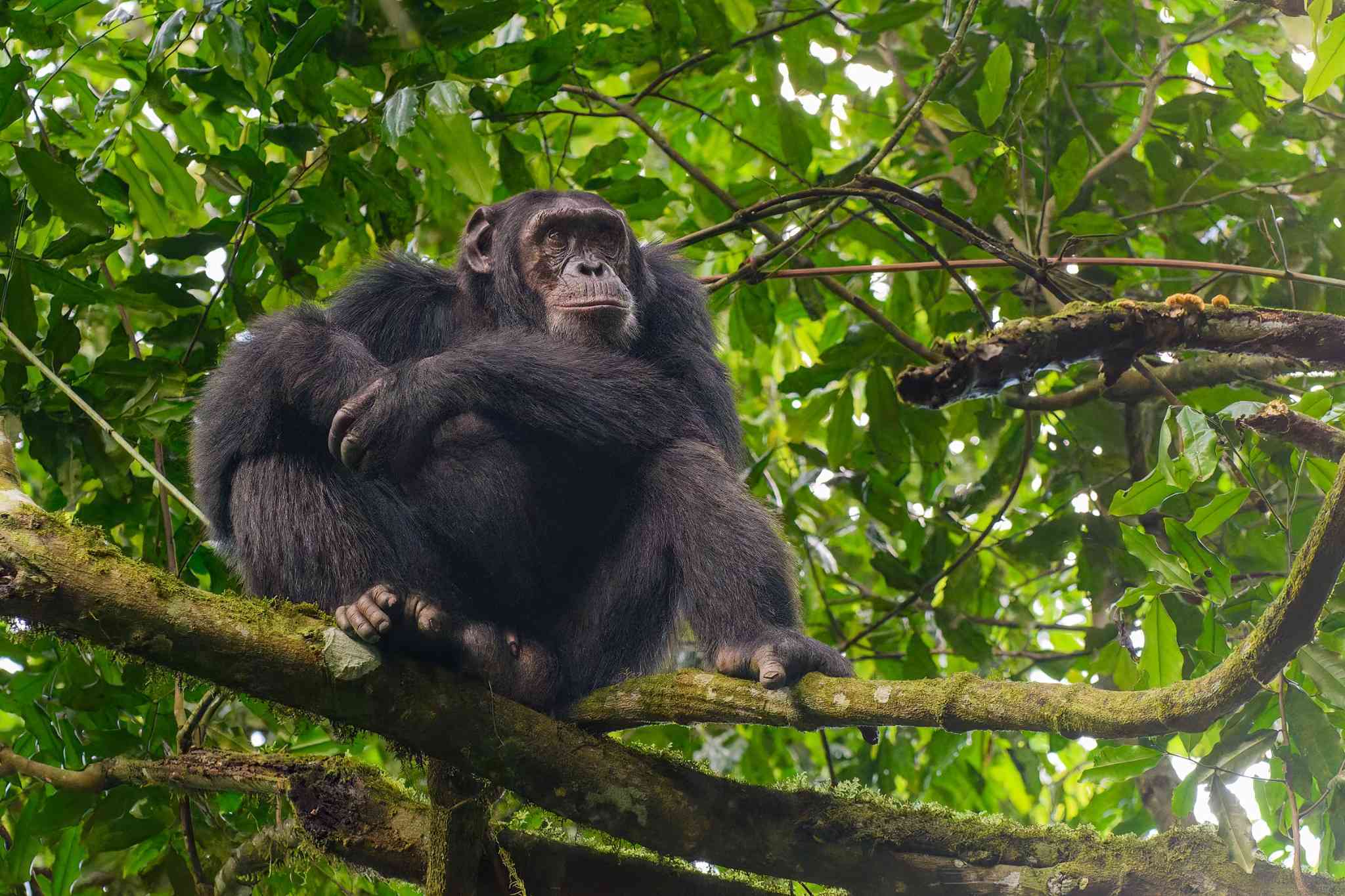 Chimpansee in de boom