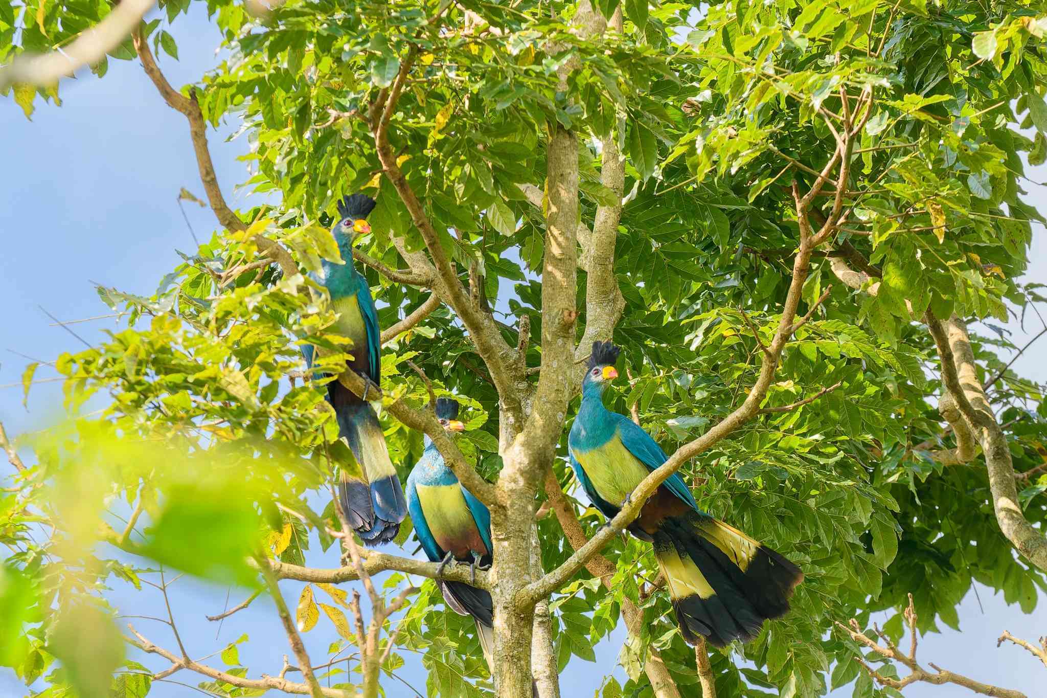 Unieke vogels in Oeganda