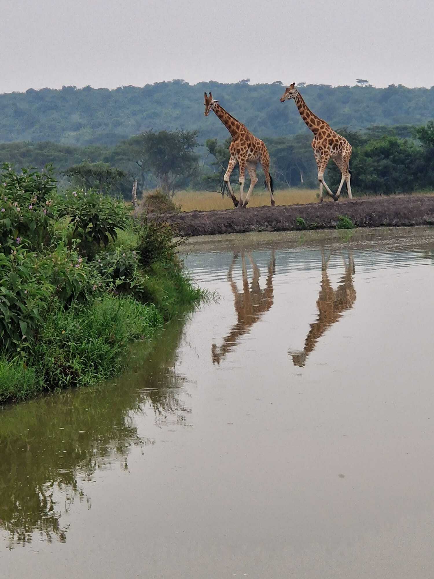 Giraffes Oeganda